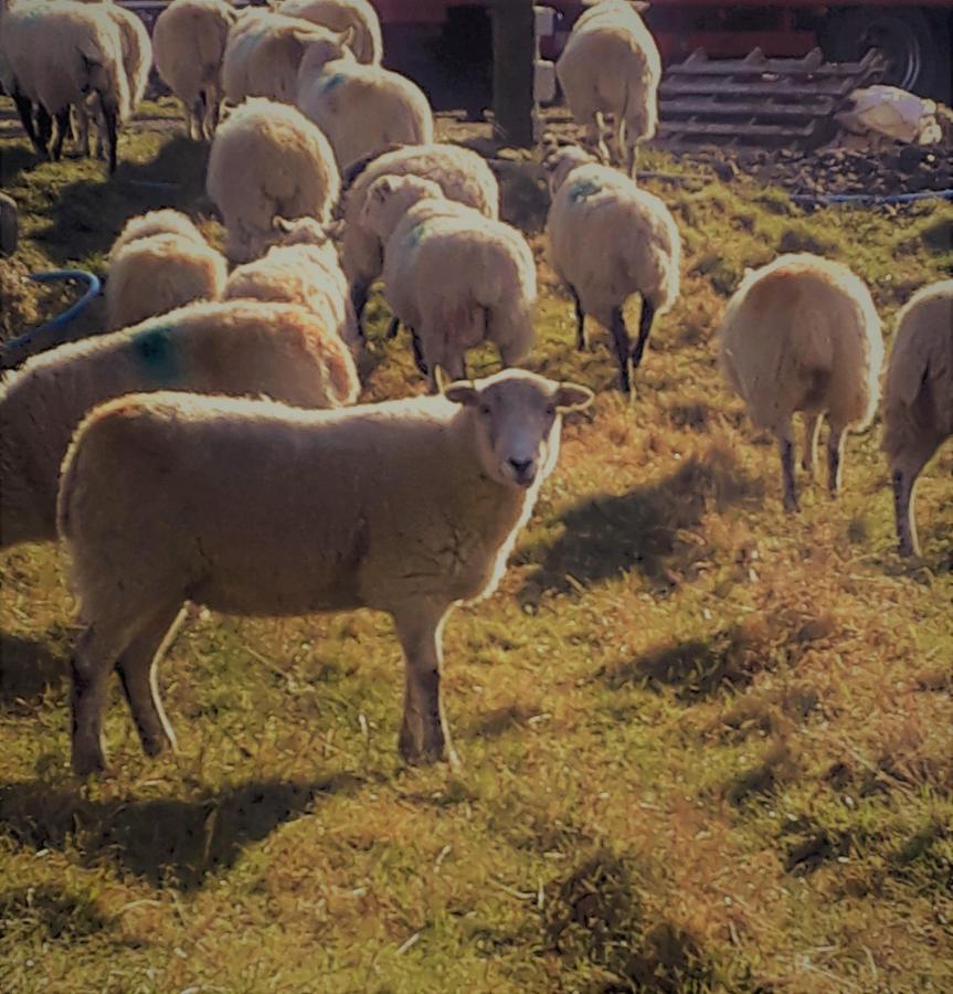 High Greenside Kirkby Stephen Εξωτερικό φωτογραφία